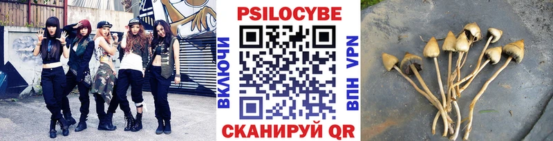 где продают наркотики  Олонец  Галлюциногенные грибы Psilocybe 
